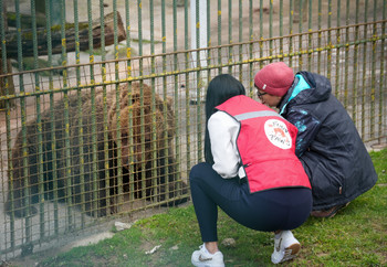 Two people crouched assessing a brown bear in capitivity