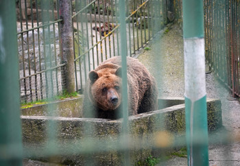 Brown bear in captivity