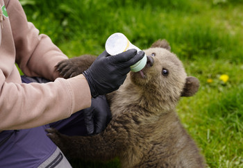 Bear cub being fed milk in a bottle