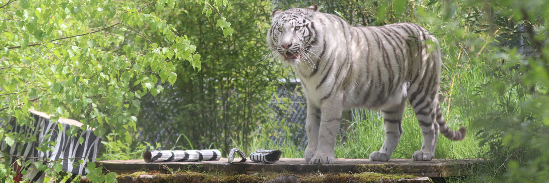 Tigress Ramba at TIERART