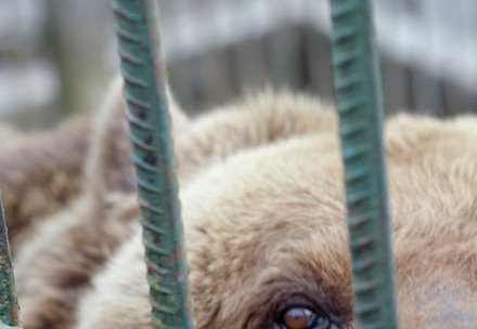 Brown bear behind bars in a enclosure