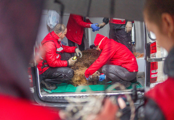 Brown bear receiving health checks