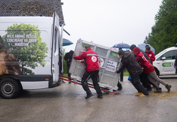 A wild animal transport crate being loaded into a van