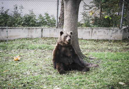 Brown bear in Blagoevgrad Zoo in Bulgaria