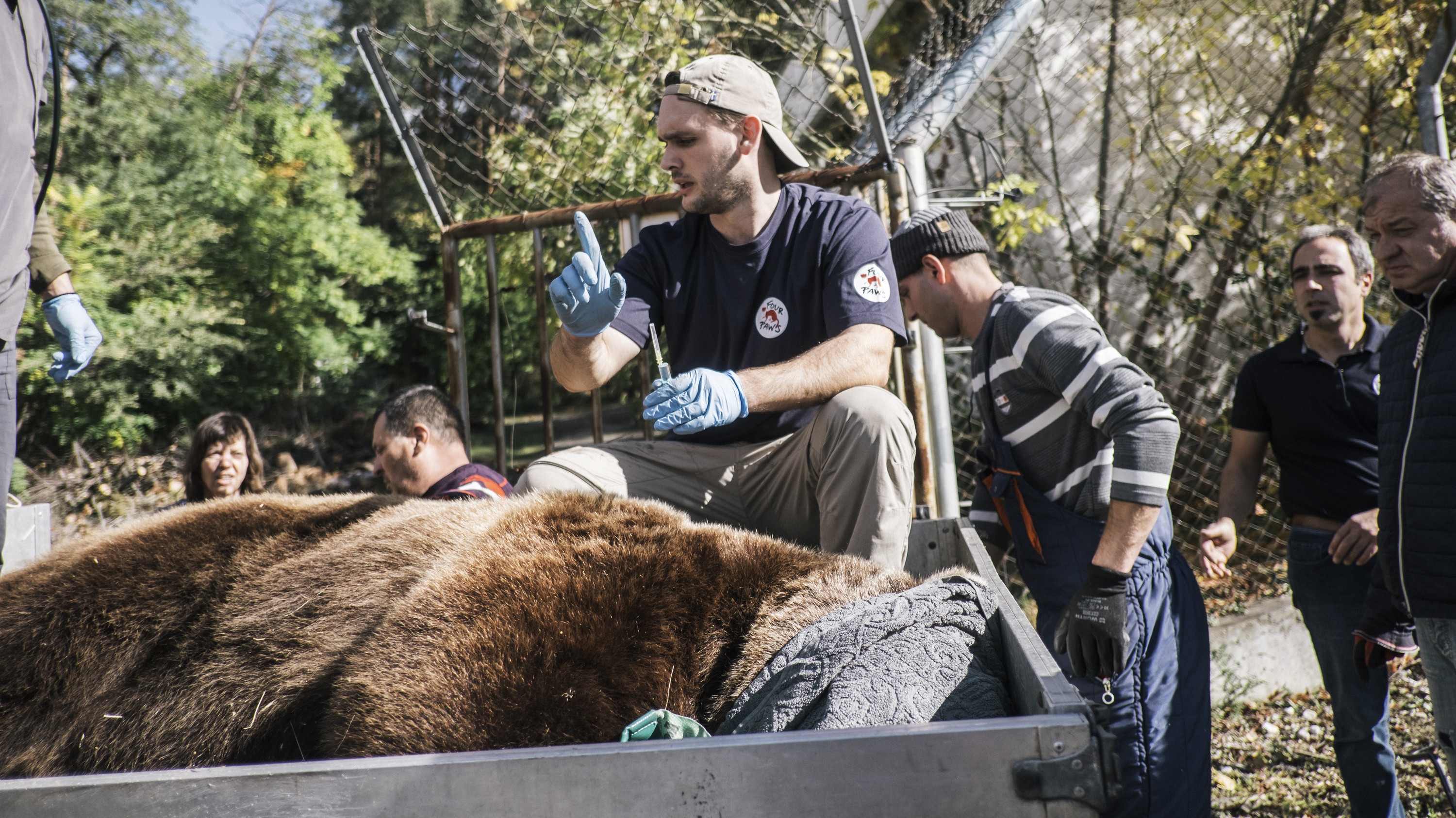 Veterinarian Marc Goelkel is assessing a bear at Blagoevgrad Zoo for castration a bear in 