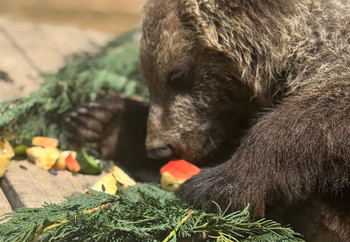 Brown bear eating apples