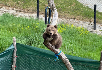 Brown bear climbing a tree
