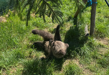 Brown bear playing in grass