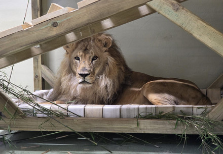 Lion Gjoni has arrived at FELIDA and is resting in his indoor enclosure to settle in