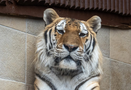  Tiger Tajmir at an indoor enclosure at Liberec Zoo 