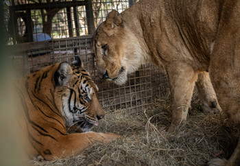 Tiger and Lioness Housed Together at Former Zoo Luján, Argentina Tiger and lioness in capitivity in a former zoo