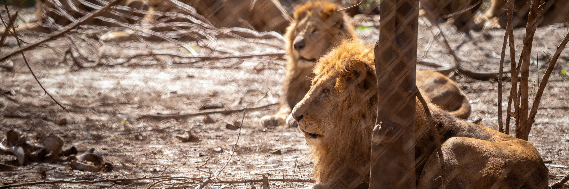 A group of lions at former Zoo Lujan in Argentina A group of lions at former Zoo Lujan in Argentina