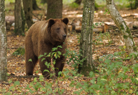 Bear is sitting in the grass