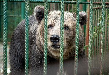 Brown bear behind bars in captivity