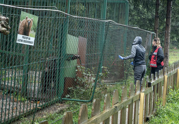Veterinary team on a pre-visit to bear Mici