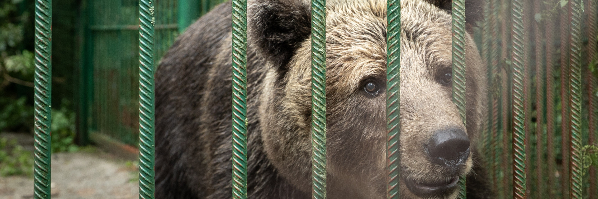 Brown bear Tim in his small enclosure at a restaurant in Slovenia