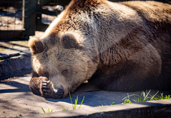 Brown bear laying on the ground