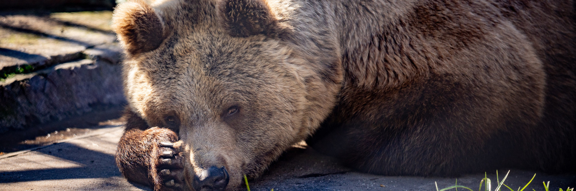 Brown bear lying down