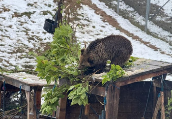 Brown bear in snowy outdoor enclosure