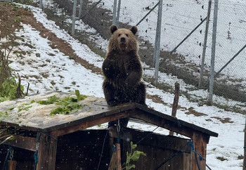 Brown bear in snowy outdoor enclosure