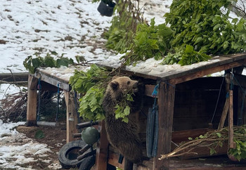 Brown bear climbing up a shelter