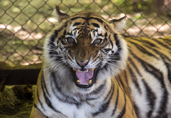 Tigress Flora in an enclosure at Zoo Luján, Argentina Tiger in captivity