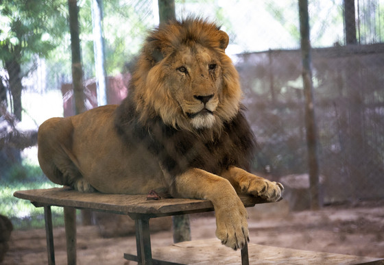 Lion Scar at Former Zoo Luján, Argentina Lion in an enclosure