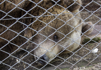 Brown Bear Pictured During the Pre-Assessment at Former Zoo Luján, Argentina Brown bear in captivity