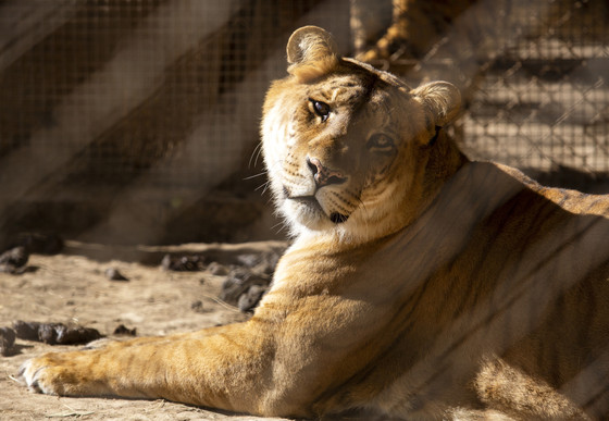Lioness at Zoo Luján in Argentina Lioness at Zoo Luján in Argentina
