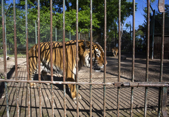 Tiger in Captivity at Former Zoo Luján, Argentina Tiger in captivity