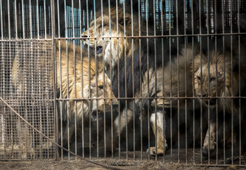 Group of lions in captivity