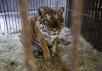 Tigress Flora in captivity at Zoo Luján, Argentina Tiger behind bars in captivity