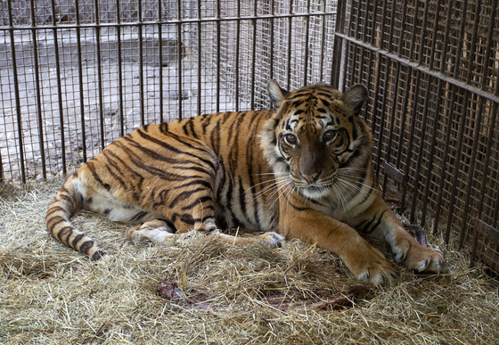 Tiger at Former Zoo in Argentina