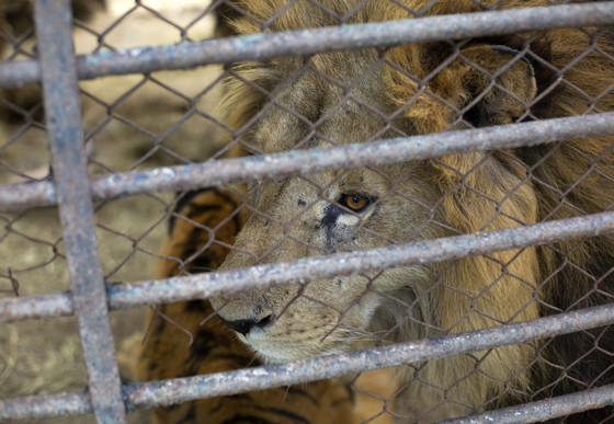 Lion in former zoo Lujan in Argentina