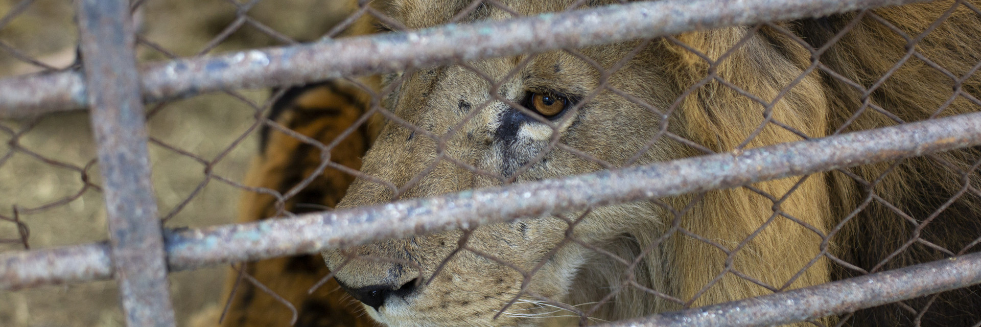Big Cats in Argentina Lion in capitivity at a former zoo