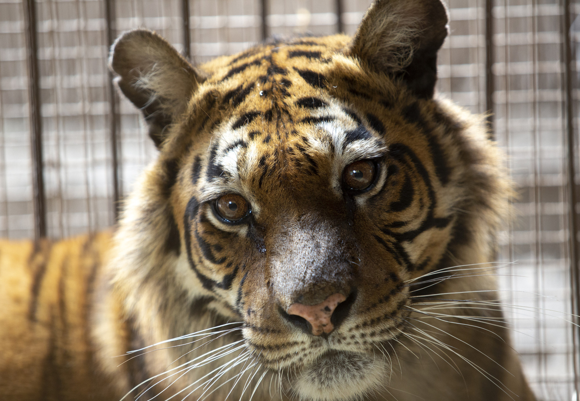 Rescue Tigress Flora Tiger in captivity