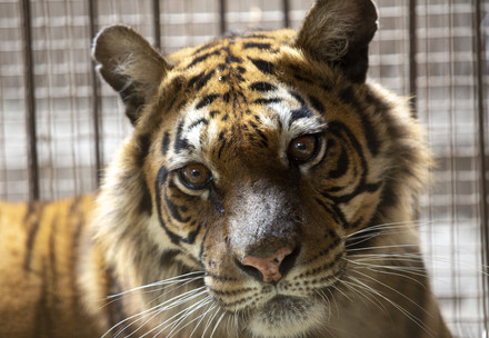 Tiger in captivity