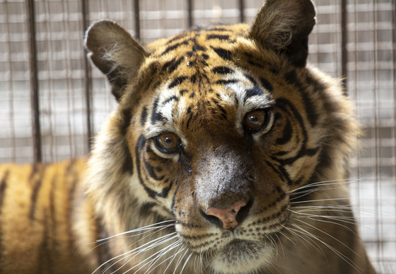 Tigress Flora Close up of tiger in captivity