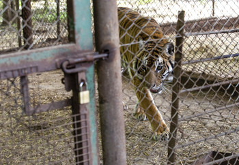 Tigress Flora pacing around an enclosure at Zoo Luján, Argentina Tiger pacing in enclosure