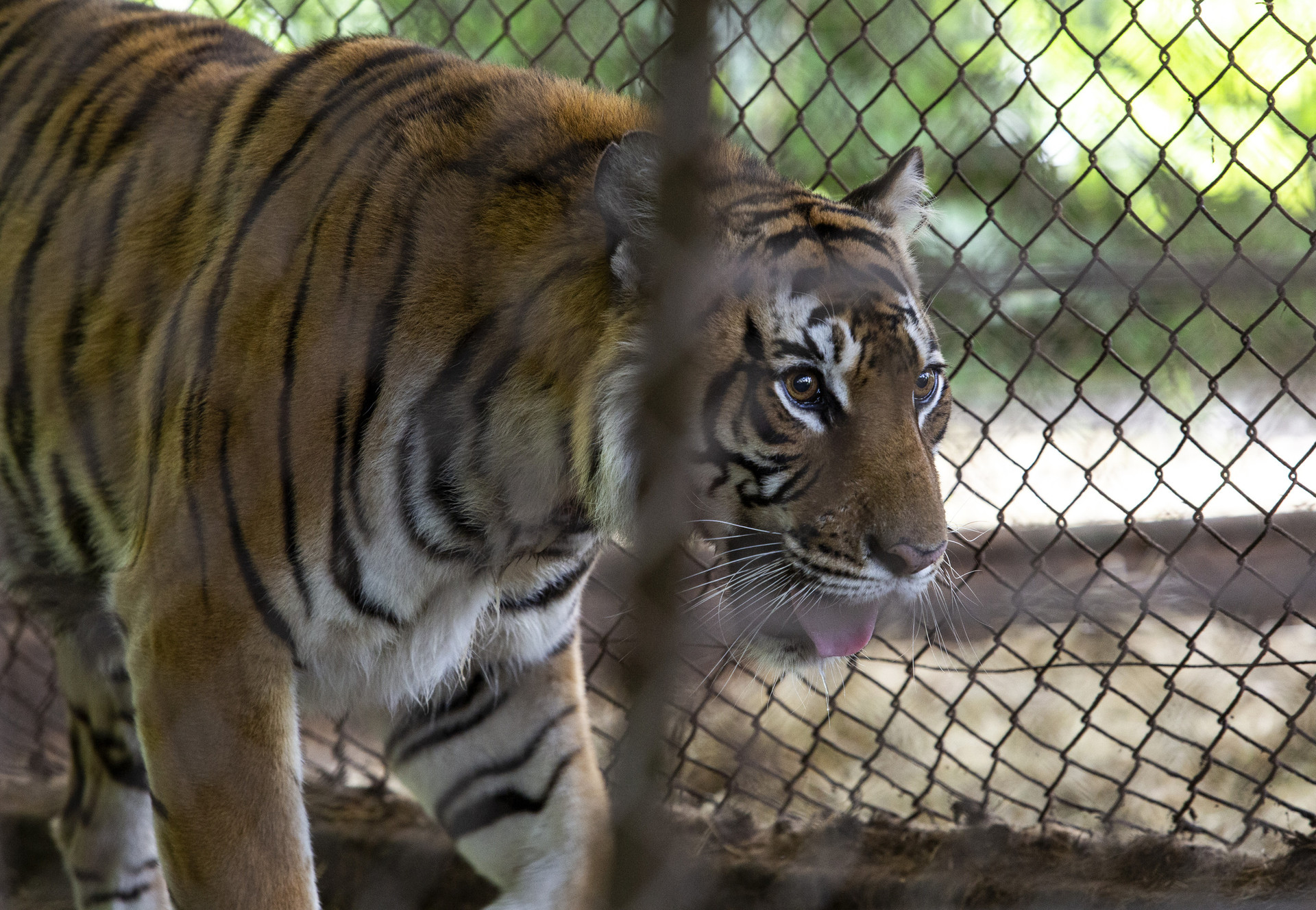 Tiger in captivity
