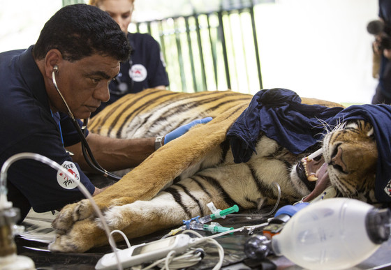 Tiger Receiving Veterinary Assessment at Former Zoo Luján, Argentina Tiger receiving a health examination