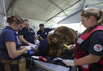 Brown bear receiving health checks