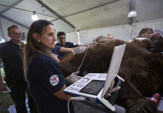 FOUR PAWS Veterinary Assessment at Former Zoo Luján, Argentina Bear receiving vet checks