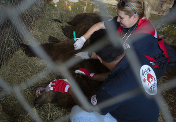 Brown bear receiving health checks on the floor