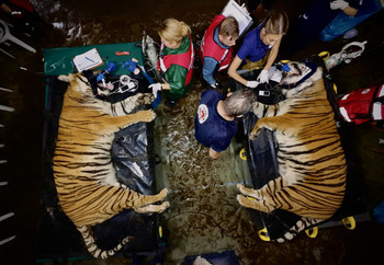 Veterinary assessment of two tigers
