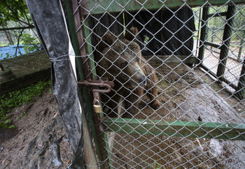 Bear in small enclosure at a former zoo