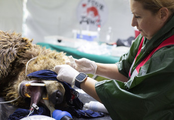 Bear receiving vet checks