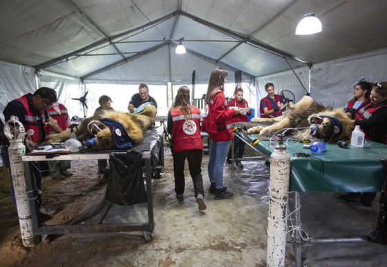 Veterinary Assessments at Former Zoo Luján, Argentina Vet examinations in a temporary shelter