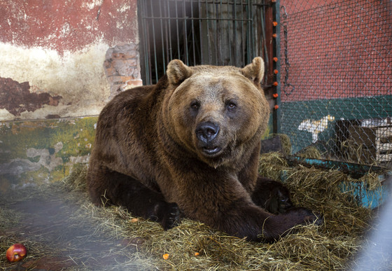 FOUR PAWS Veterinary assessment at Former Zoo Luján, Argentina Brown bear at a former zoo