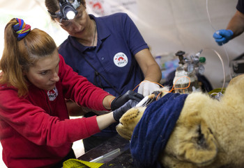 Veterinary assessment of a lion